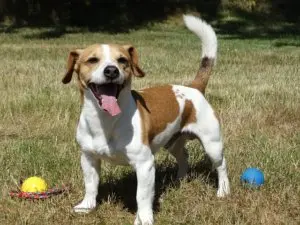 Jack Russell Terrier boldog